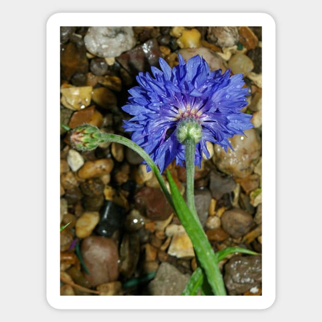 Blue cornflower Sticker by avrilharris